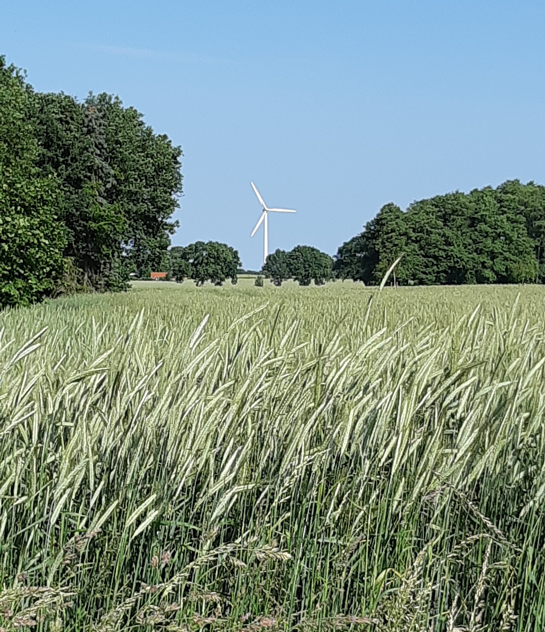 Getreidefeld mit Windrad
